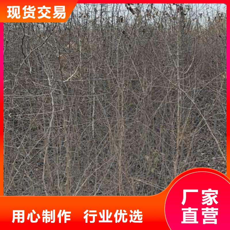 杜梨梨树苗基地不只是质量好