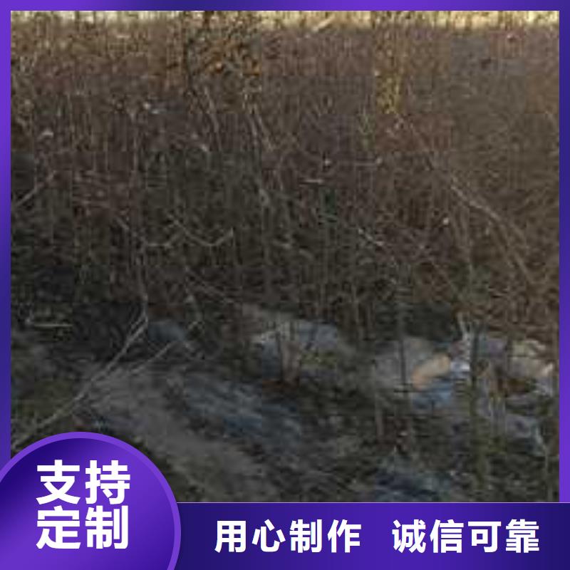 杜梨-【瑞蟠101桃树苗】产地采购