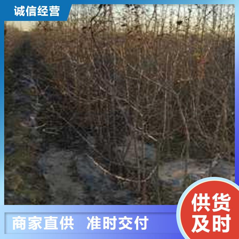 杜梨【梨树苗基地】厂家实力雄厚