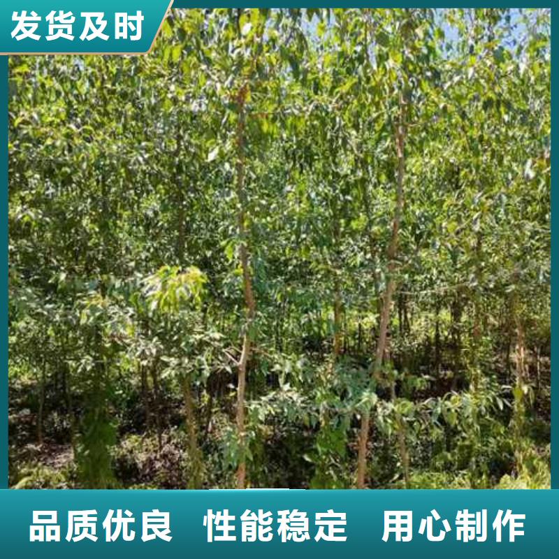 杜梨梨树苗基地不只是质量好