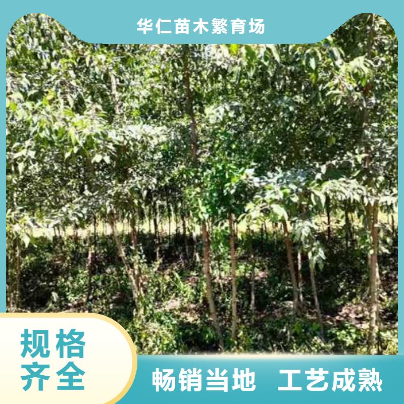 杜梨【梨树苗基地】推荐厂家