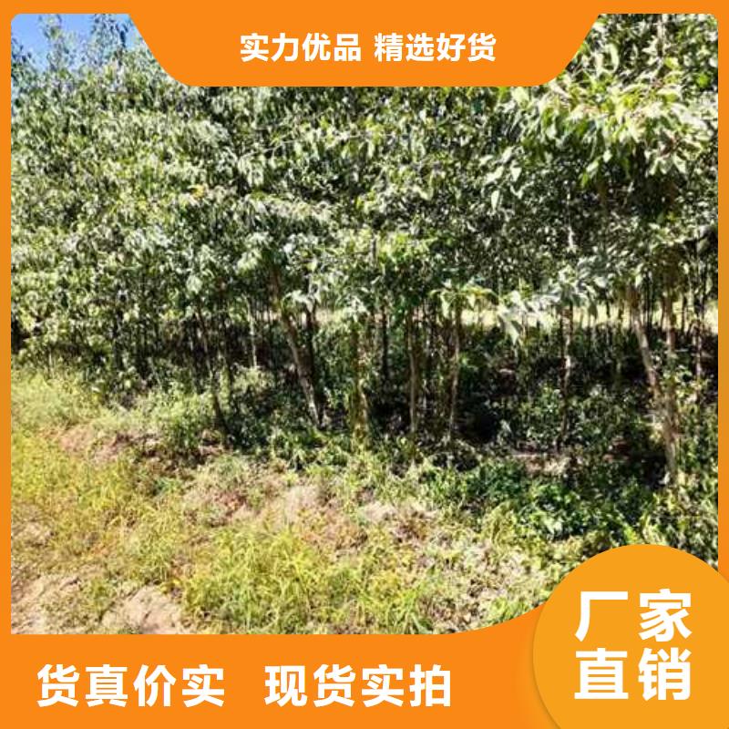 杜梨-梨树苗基地欢迎新老客户垂询