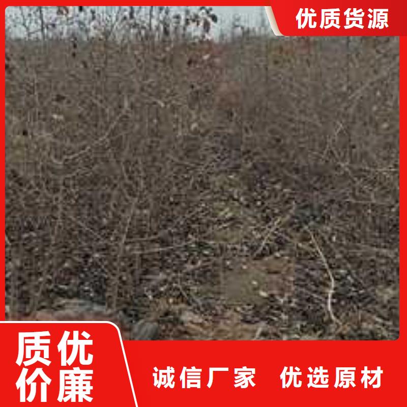 杜梨梨树苗基地支持定制