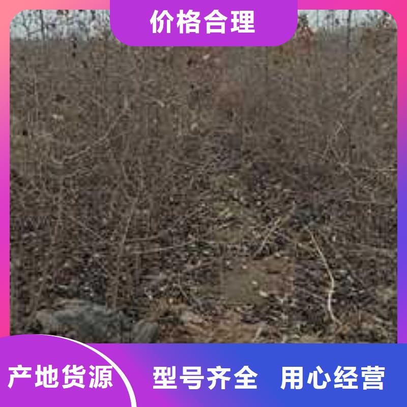 杜梨【梨树苗基地】实体诚信经营