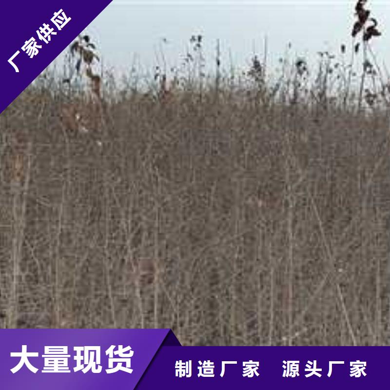 杜梨,秋月梨树苗畅销当地