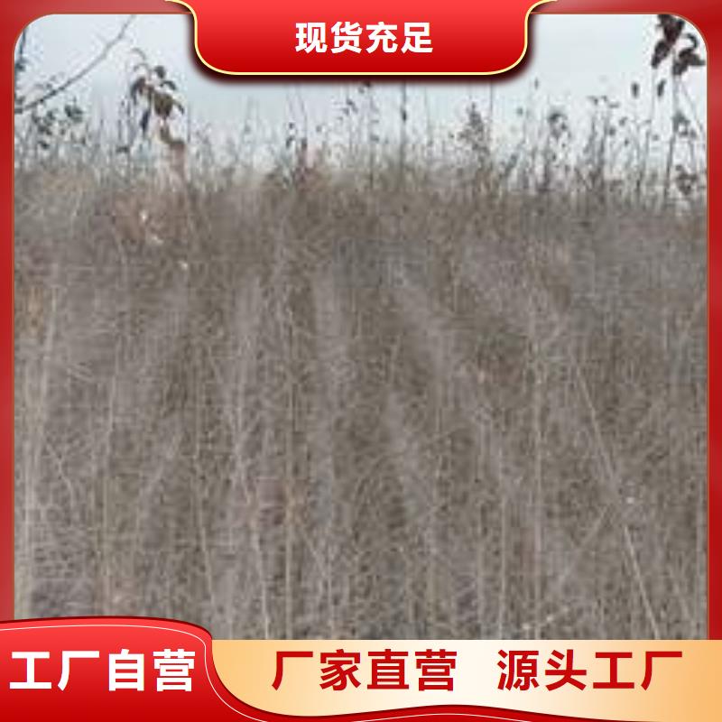 【杜梨_瑞蟠101桃树苗产品细节参数】