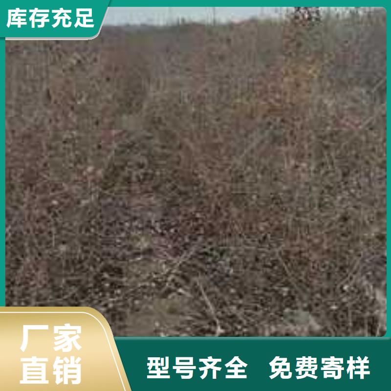 杜梨梨树苗基地不只是质量好