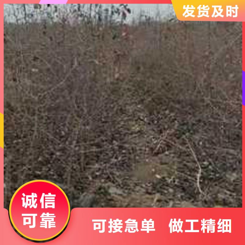 杜梨_【杜梨苗】高品质现货销售