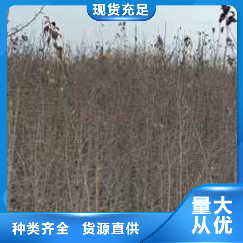 杜梨梨树苗基地商家直供