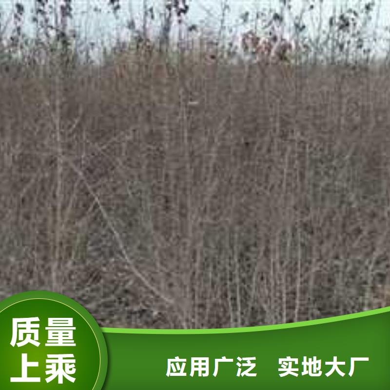 杜梨【梨树苗基地】厂家实力雄厚