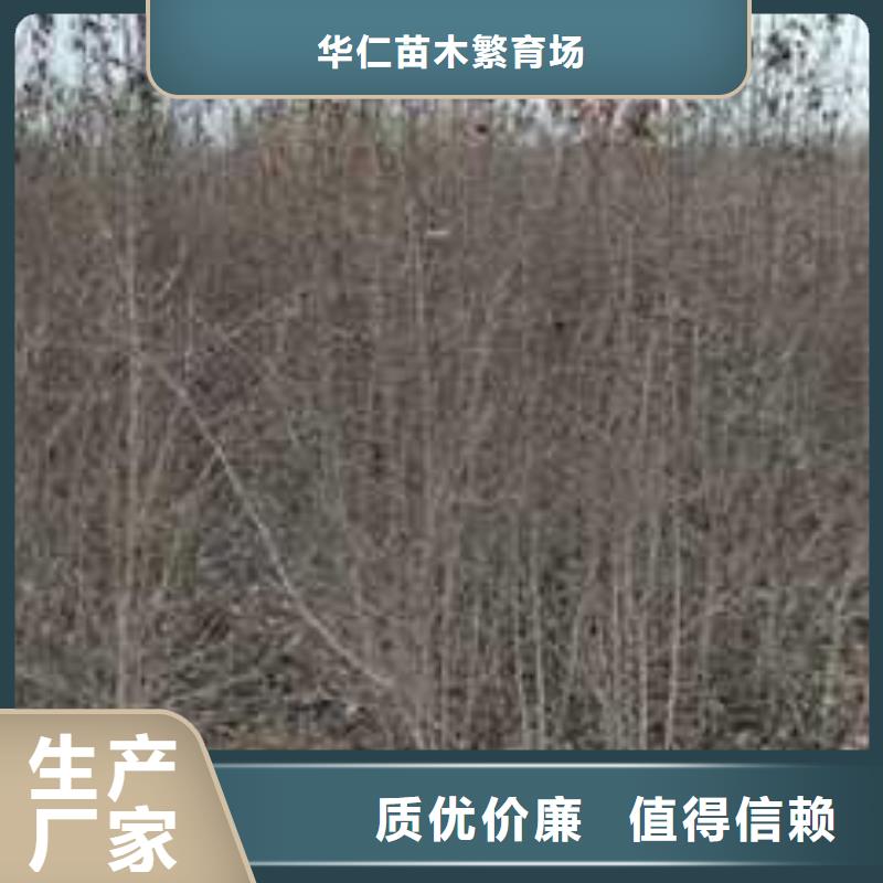 杜梨梨树苗基地商家直供