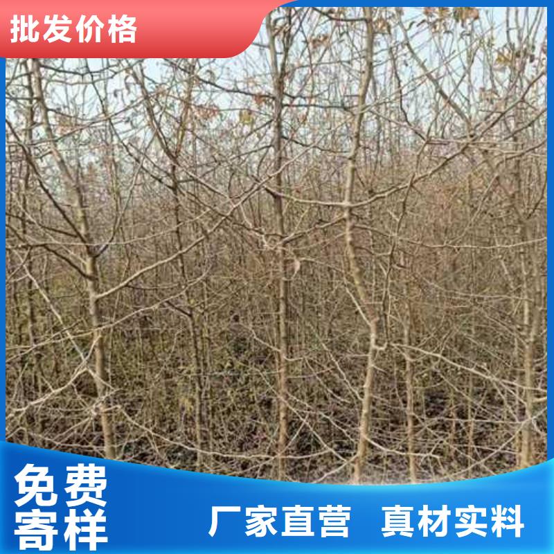 杜梨梨树苗基地商家直供