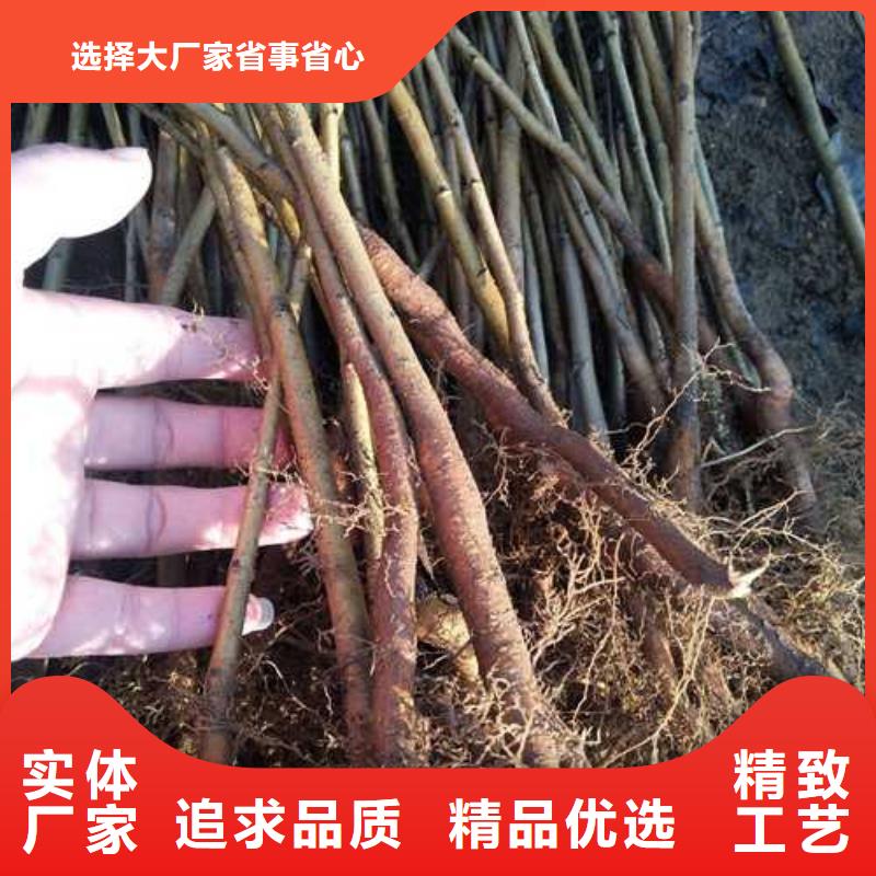 【杜梨梨树苗基地一站式供应】