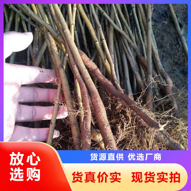 杜梨瑞蟠101桃树苗用心做产品