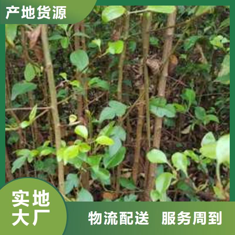 杜梨_【桃树苗】超产品在细节