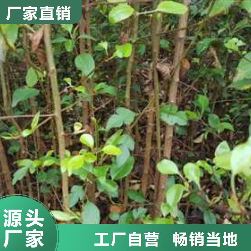 杜梨,梨树苗基地随心所欲定制