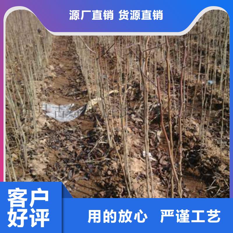 【杜梨,梨树苗基地现货批发】