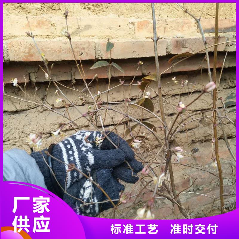 杈杷果-【苹果苗】用心做好细节