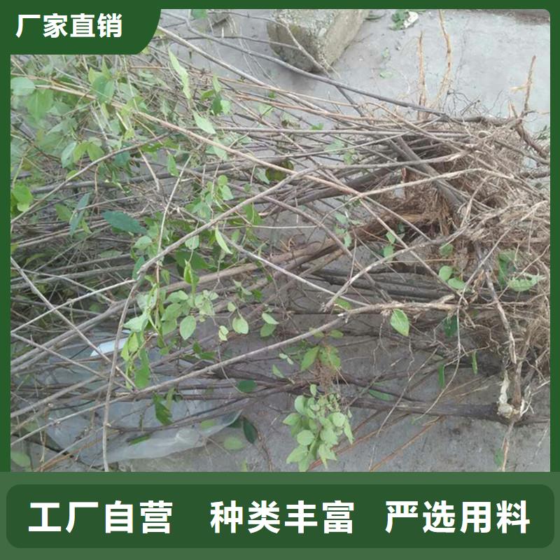 杈杷果-【苹果苗】用心做好细节