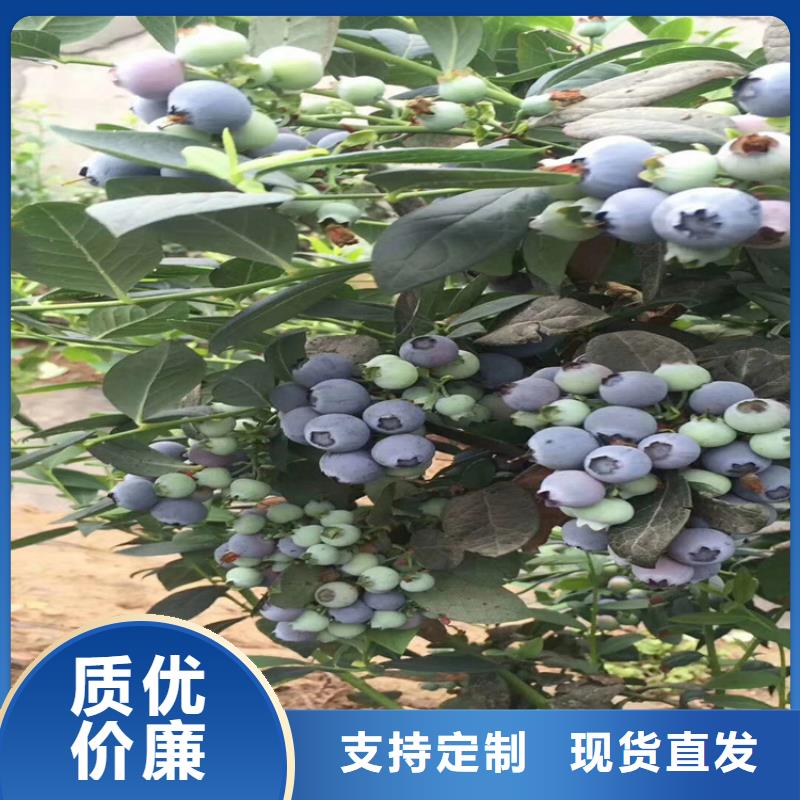 【蓝莓苗花椒苗厂家新品】