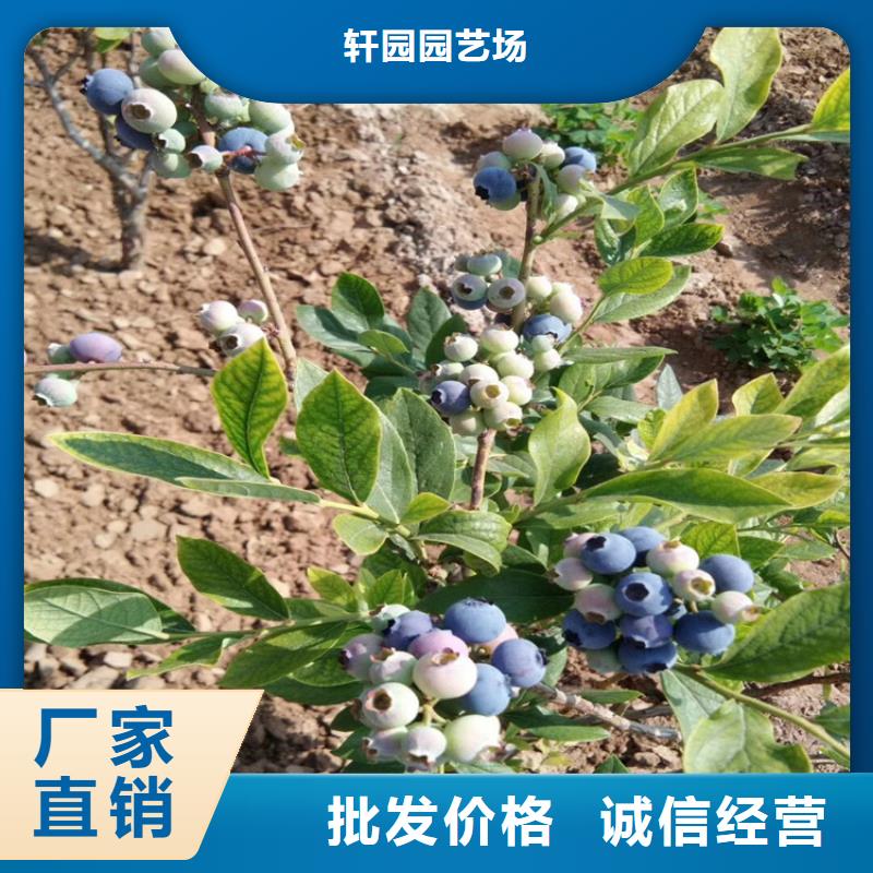 蓝莓苗梨树苗支持定制贴心售后