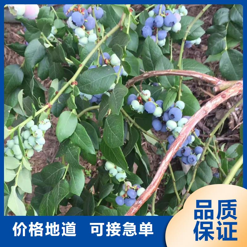 蓝莓苗樱桃苗买的放心