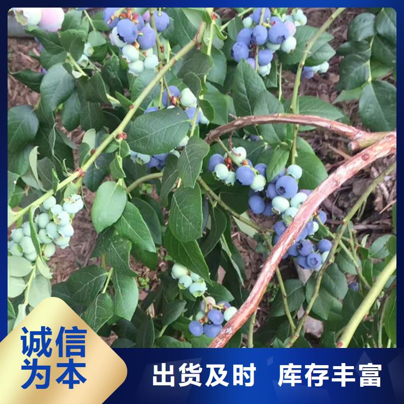 蓝莓苗樱桃苗质量三包