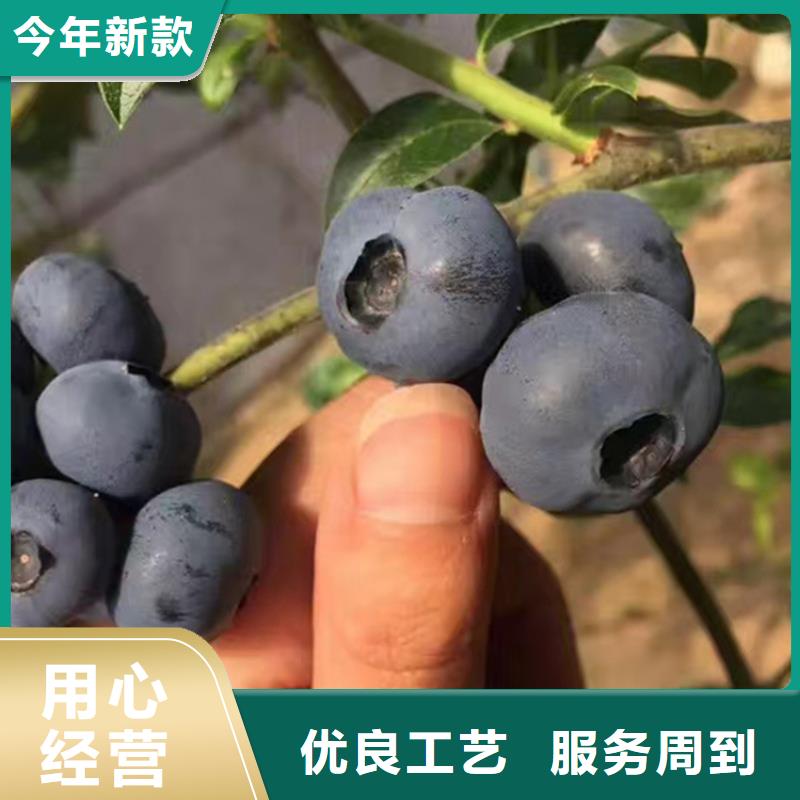 蓝莓苗石榴苗产品细节