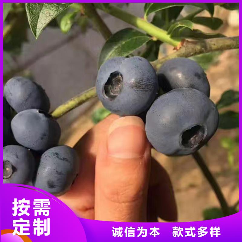 蓝莓苗杏树苗好产品有口碑