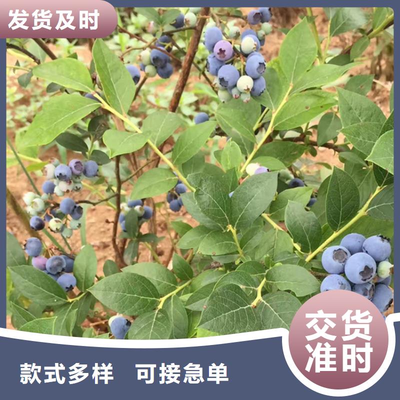 蓝莓苗石榴树现货充裕