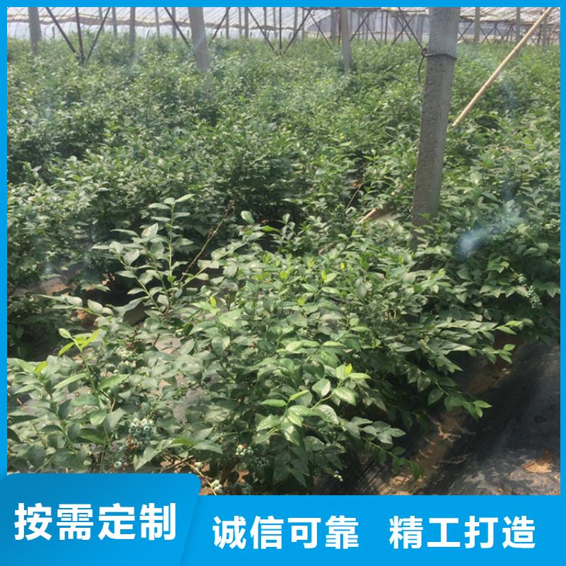 蓝莓苗梨树苗支持定制贴心售后