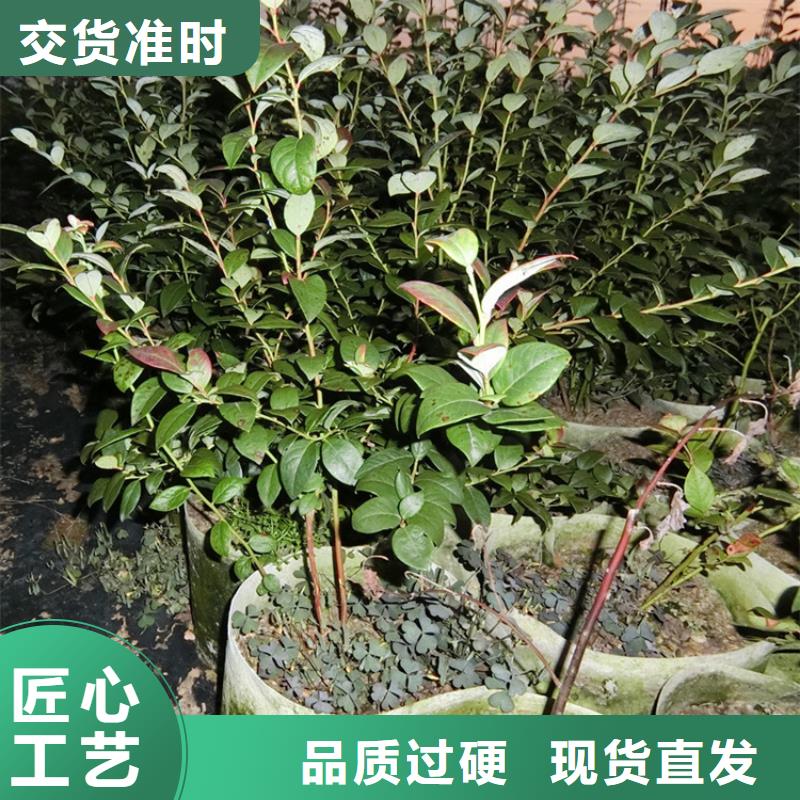 榆林SPFS按需真材实料