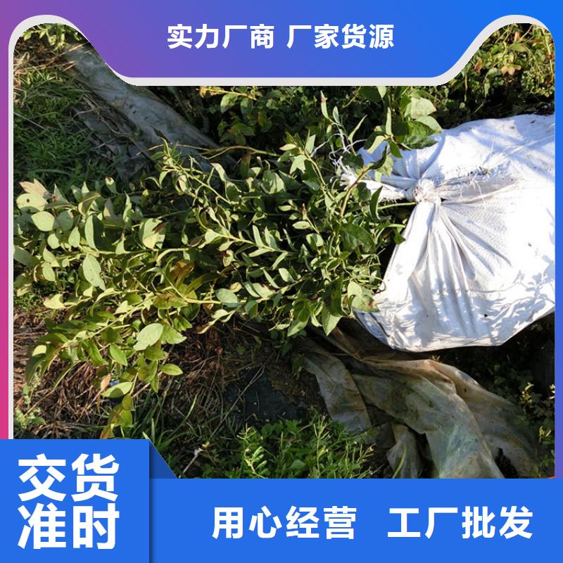 蓝莓苗石榴苗产品细节