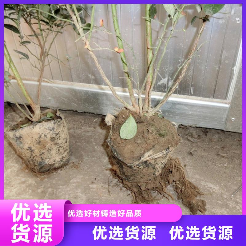 蓝莓苗【蓝莓苗】款式多样