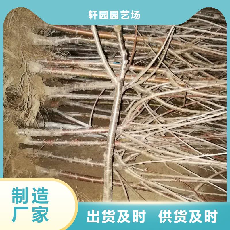 樱桃苹果苗精工细作品质优良