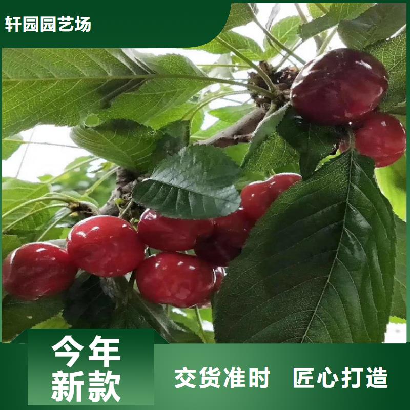 榆林SPFS按需真材实料