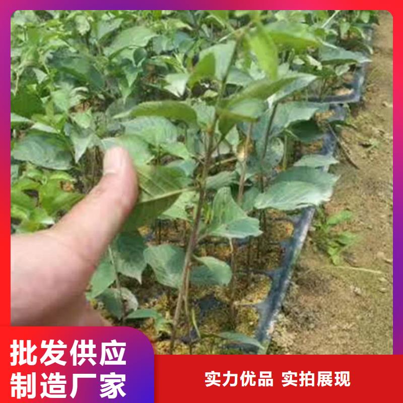 樱桃葡萄苗匠心工艺