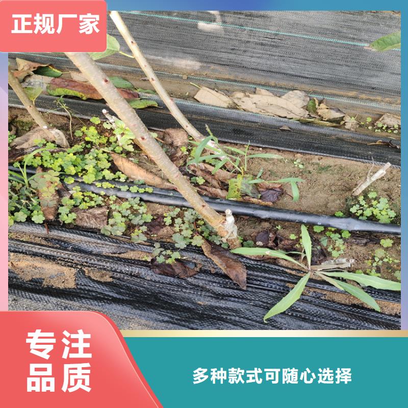 信阳工业级固体聚合硫酸铁诚信经营现货现发