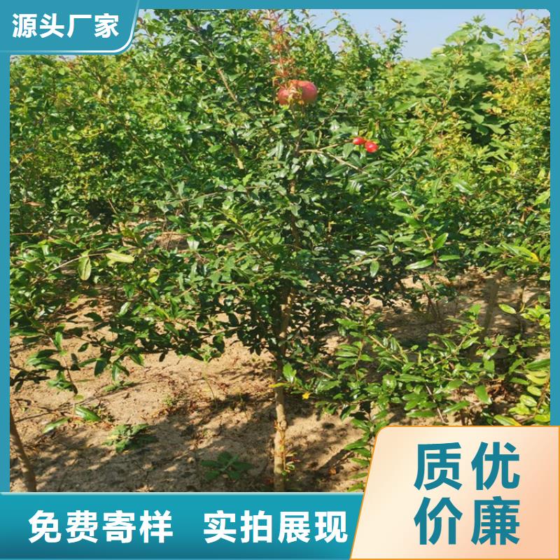 石榴苹果苗高质量高信誉