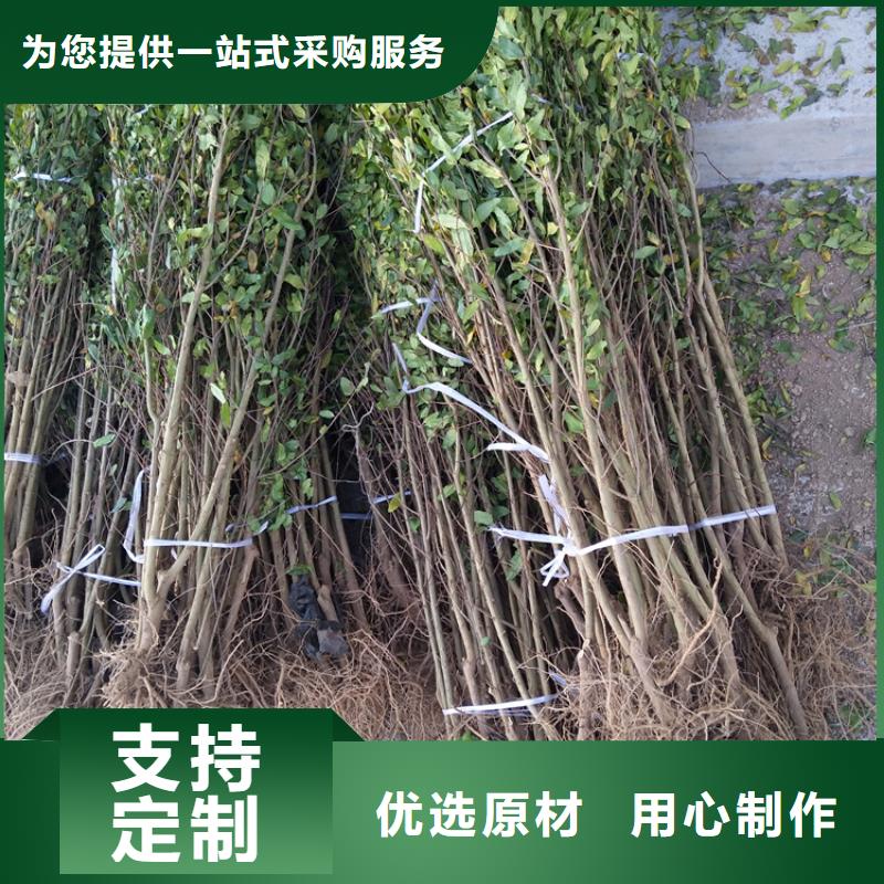 石榴苹果苗用途广泛