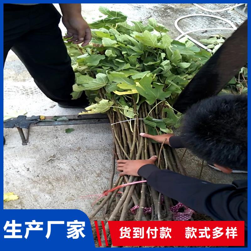 无花果,樱桃苗实拍展现