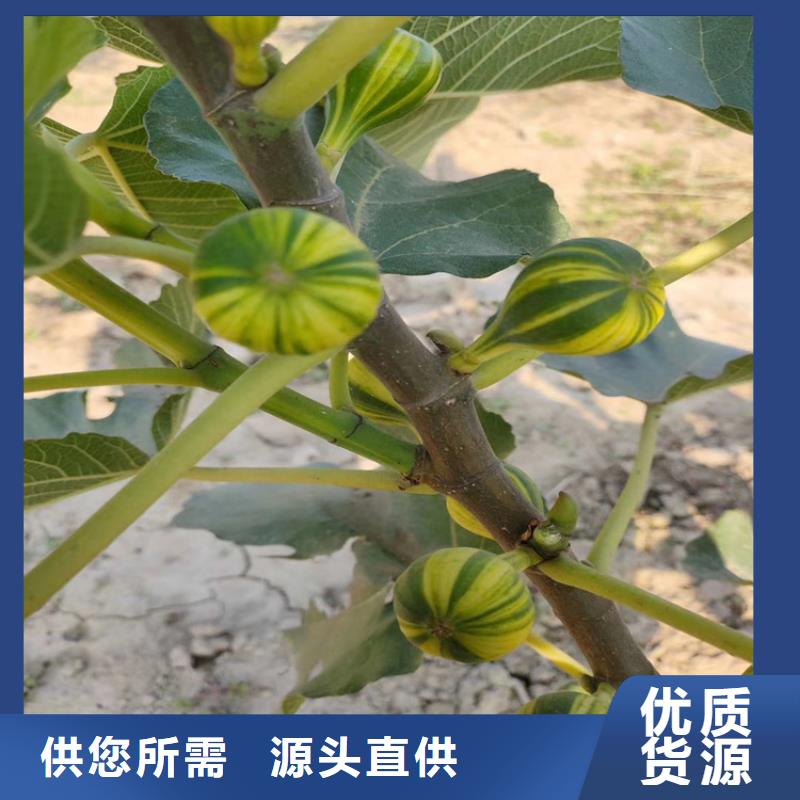 【无花果】梨树苗优质工艺