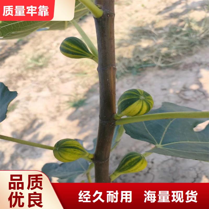 无花果苹果苗交货准时