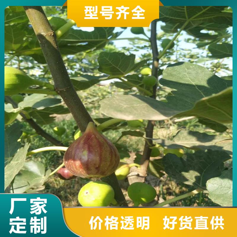 无花果苹果苗分类和特点