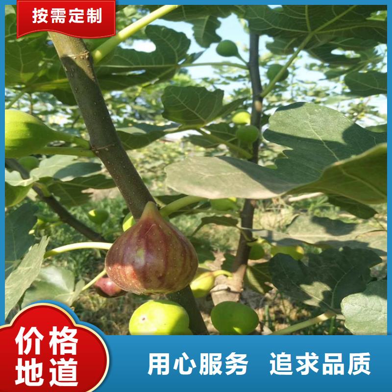 无花果樱桃苗量大更优惠