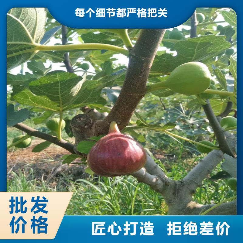 无花果【苹果苗】免费回电