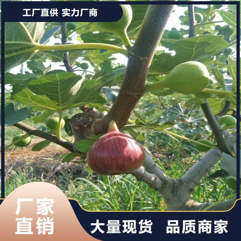 无花果红石榴苗基地批发价格