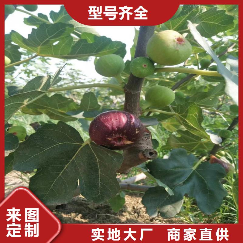 无花果樱桃苗量大更优惠