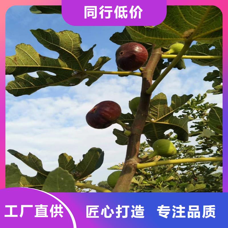 无花果【苹果苗】免费回电