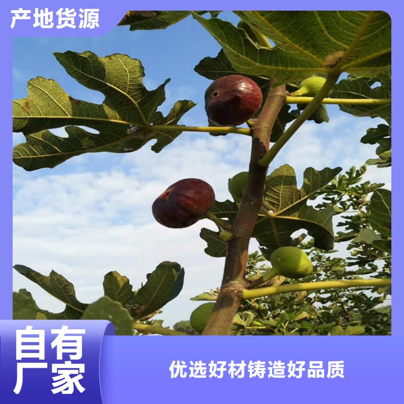 【无花果】苹果苗定金锁价